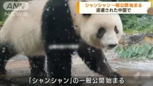 【映像あり】デカくなった「シャンシャン」中国返還のパンダが公開へ、