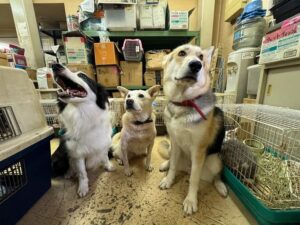 神奈川県警の虐待された犬猫110匹押収　⇒80匹が行方不明？「ありえない...」