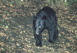 要注意！！　伊豆にクマ現る！　これまで約100年、生息がなかったのに･･･