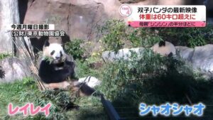 最新映像公開！！「シャオシャオ」と「レイレイ」上野動物園双子パンダが、