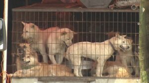 食用目的の犬肉処理・販売・繁殖を禁じる法案可決に、