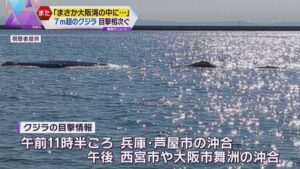 「潮吹き」大阪湾でまたクジラが、