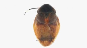 新種のゴキブリ発見！「ダイオウゴキブリ」とは、
