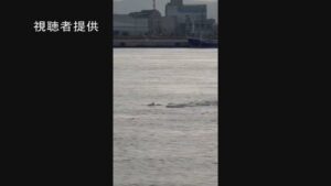 大阪湾、クジラの次はイルカ？南海トラフの、